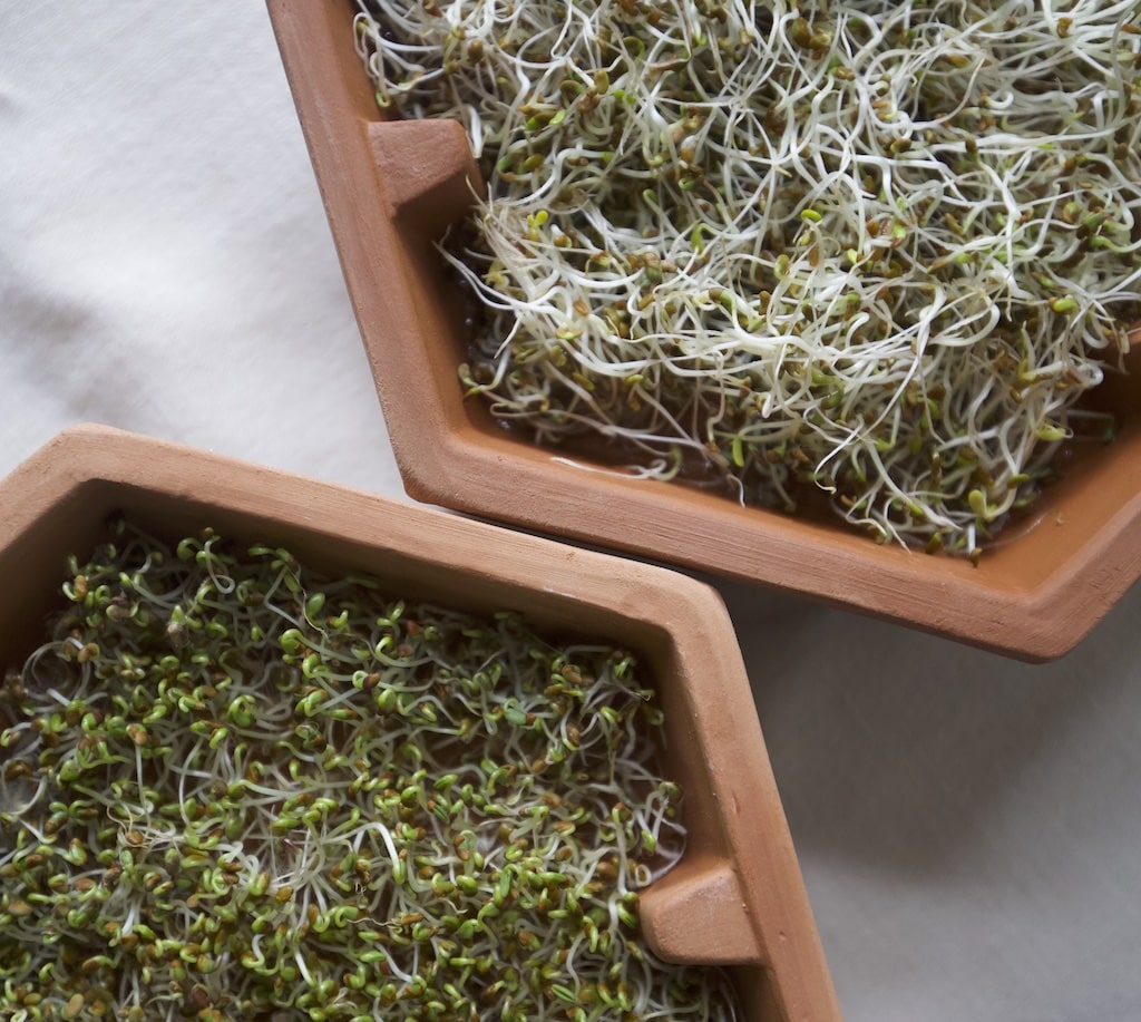 17 different sprouts and what they taste like