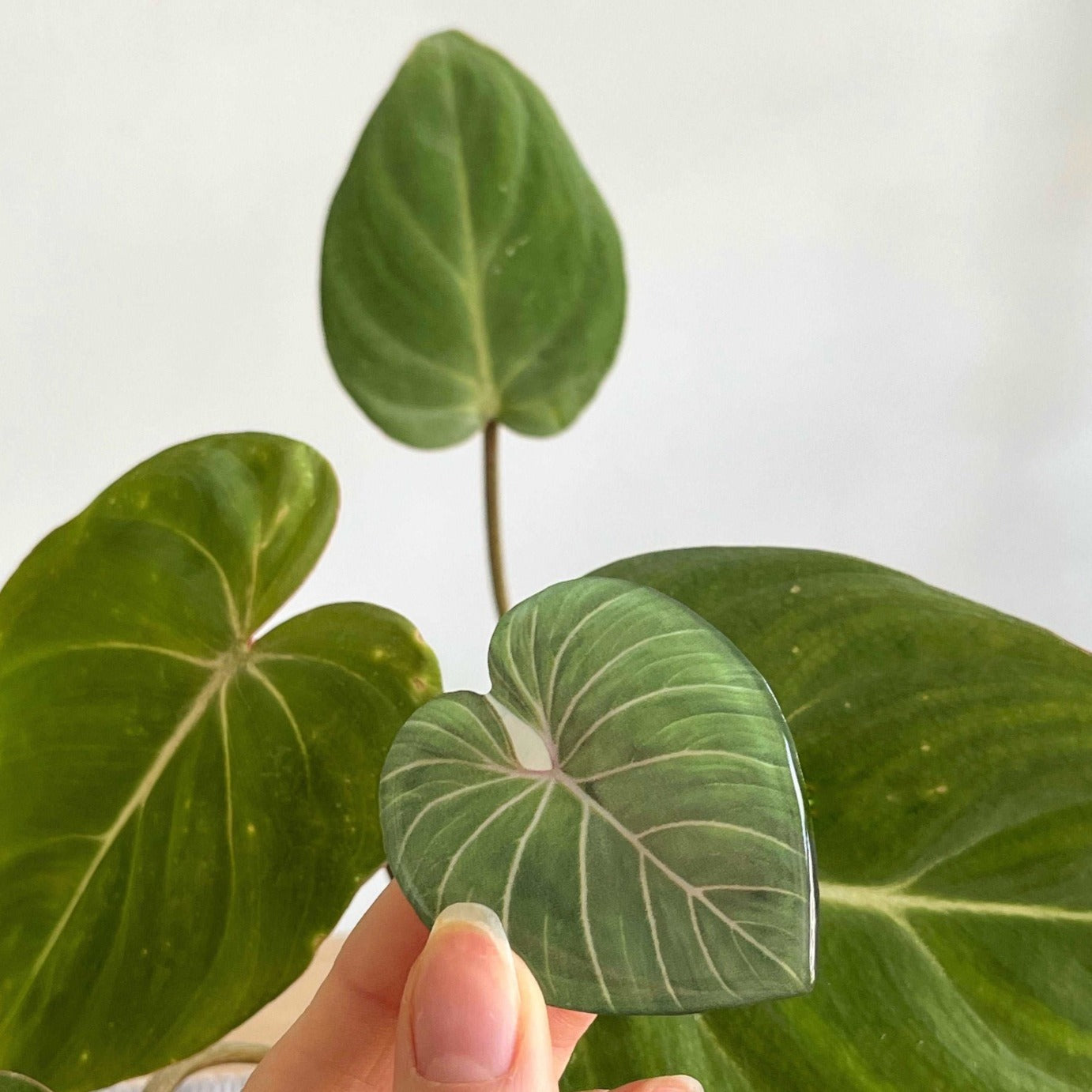 philodendron gloriosum phone grip seedor