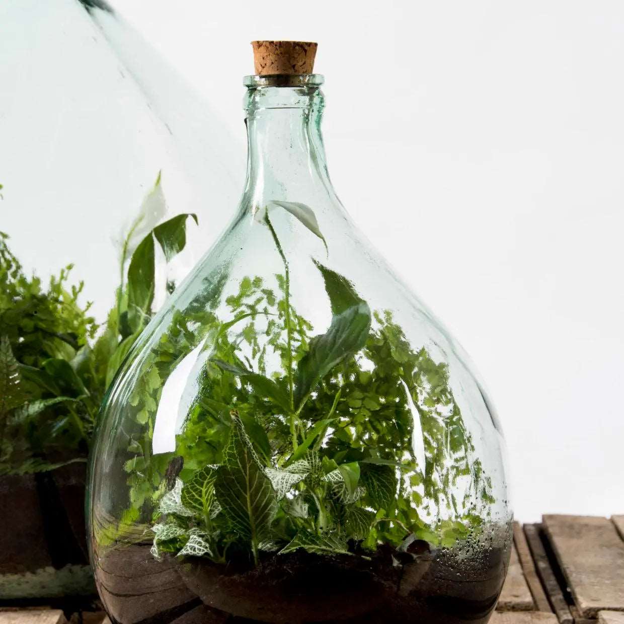 terrarium plant set Plant Terrarium Set 5L – Seedor