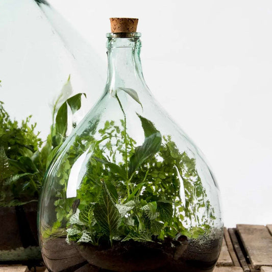 Plant Terrarium Set 5L - Seedor