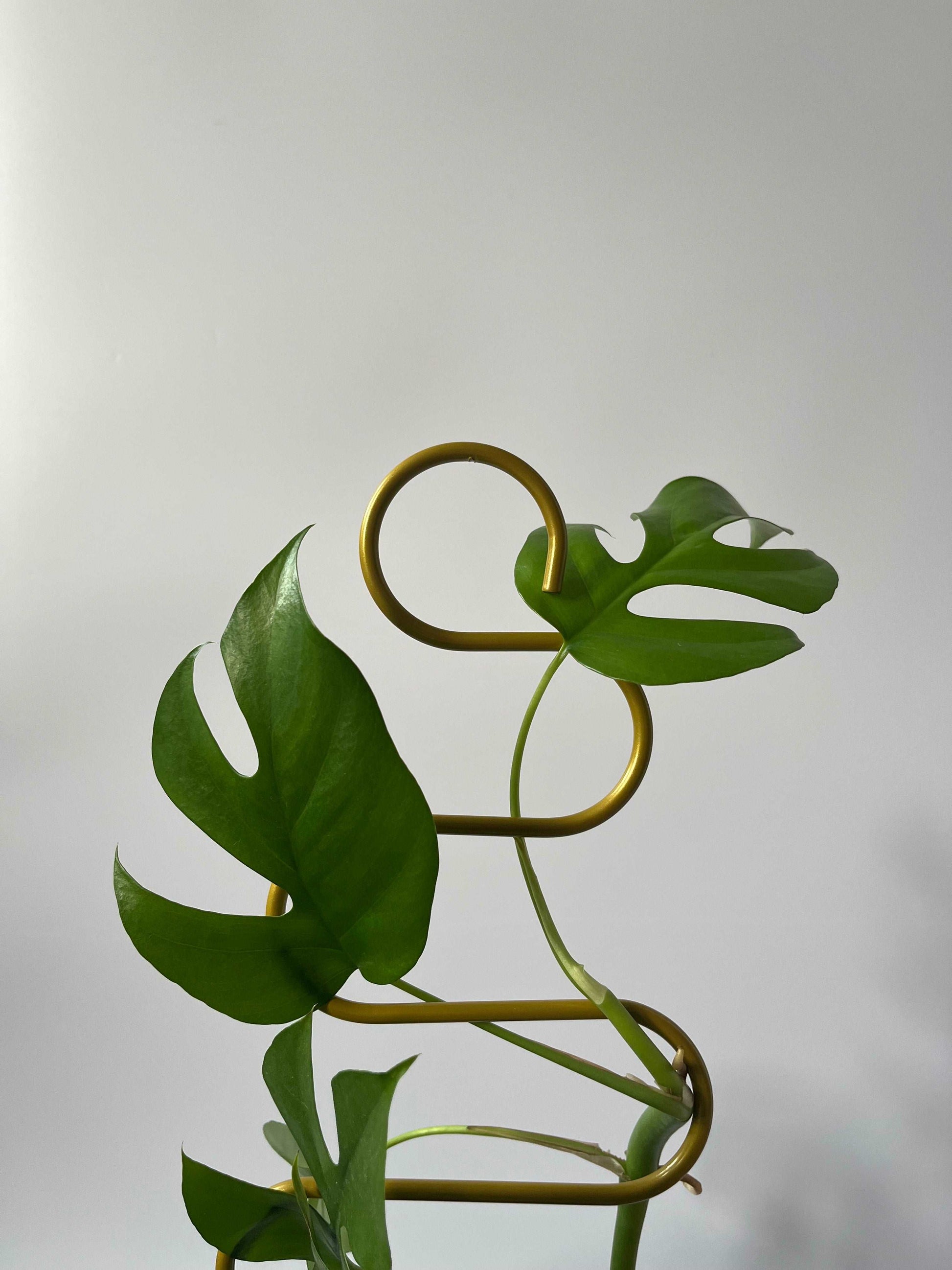 Plant Support Trellis - Seedor