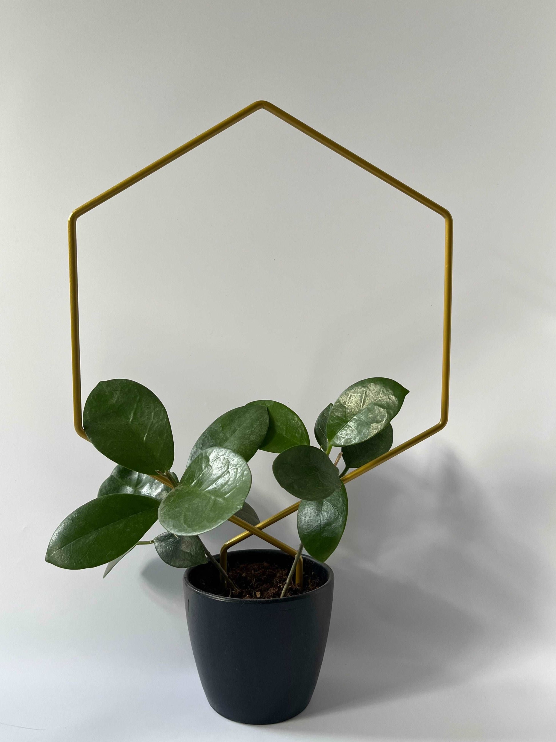 Plant Support Trellis - Seedor