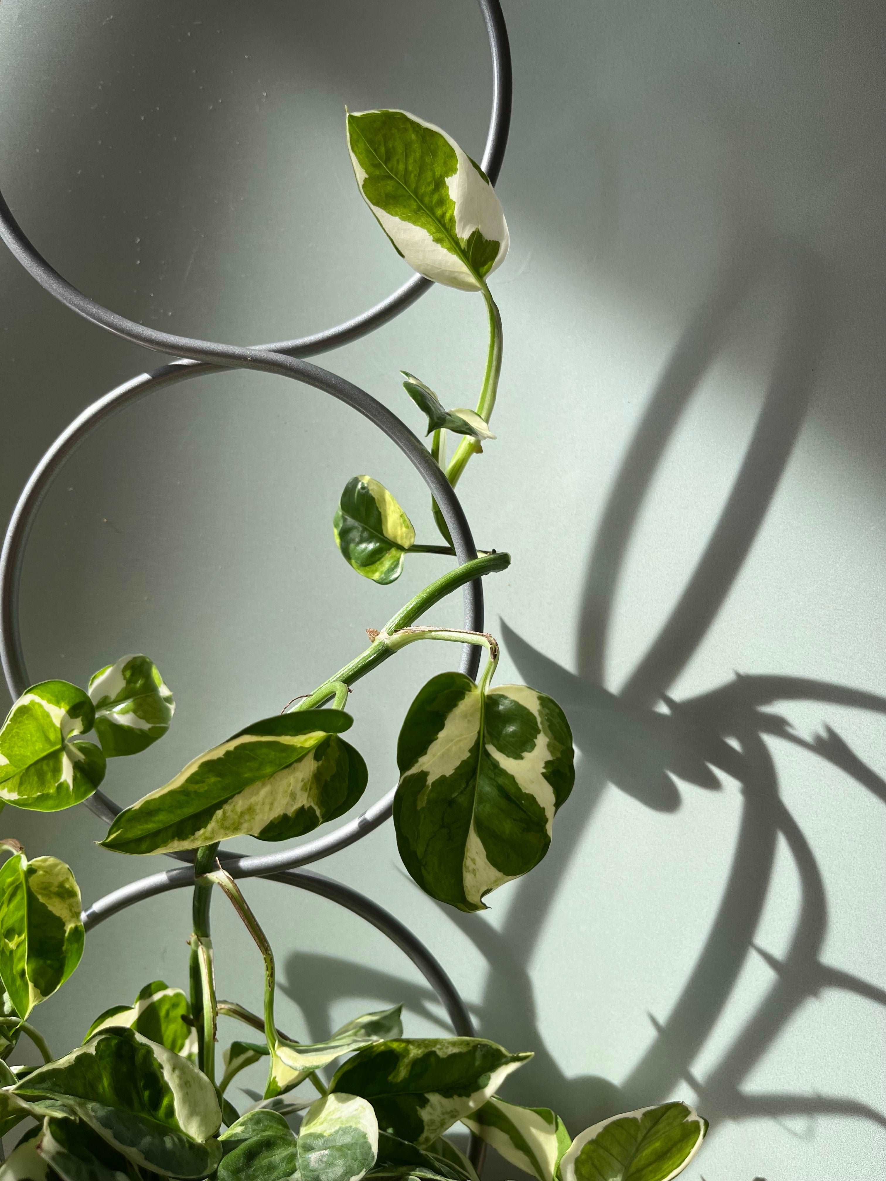 Plant Support Trellis - Seedor