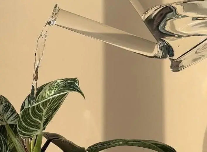 Watering Can - Glass - Seedor
