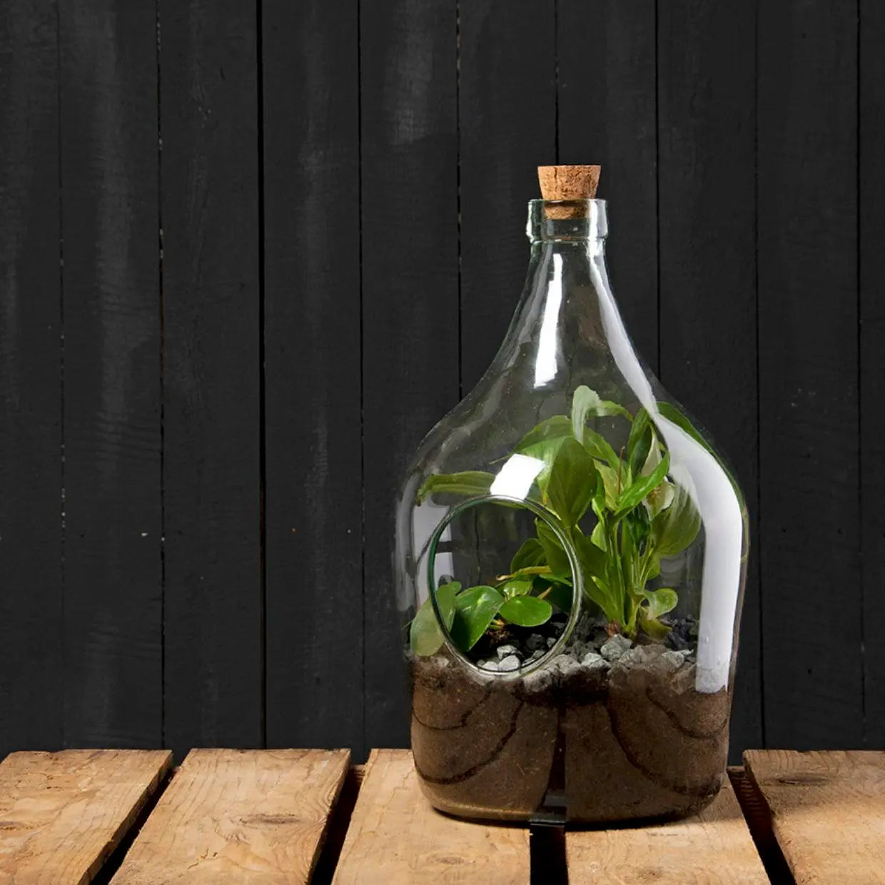 plant terrarium bottle Open Plant Terrarium 3 L – Seedor