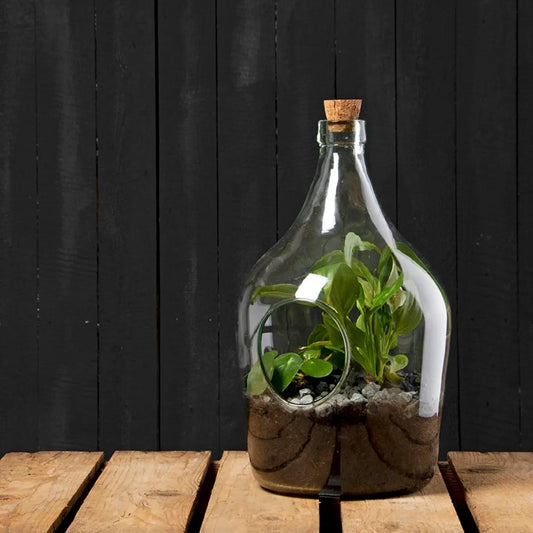 Open Plant Terrarium 3 L - Seedor