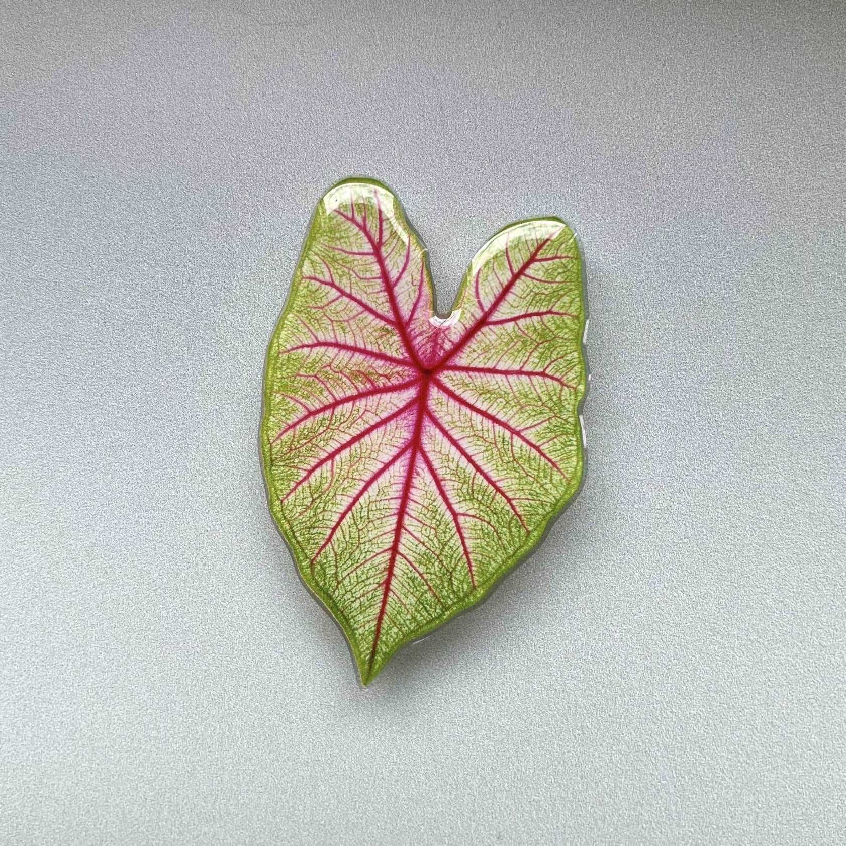 Plant Phone Grip caladium white queen - Seedor