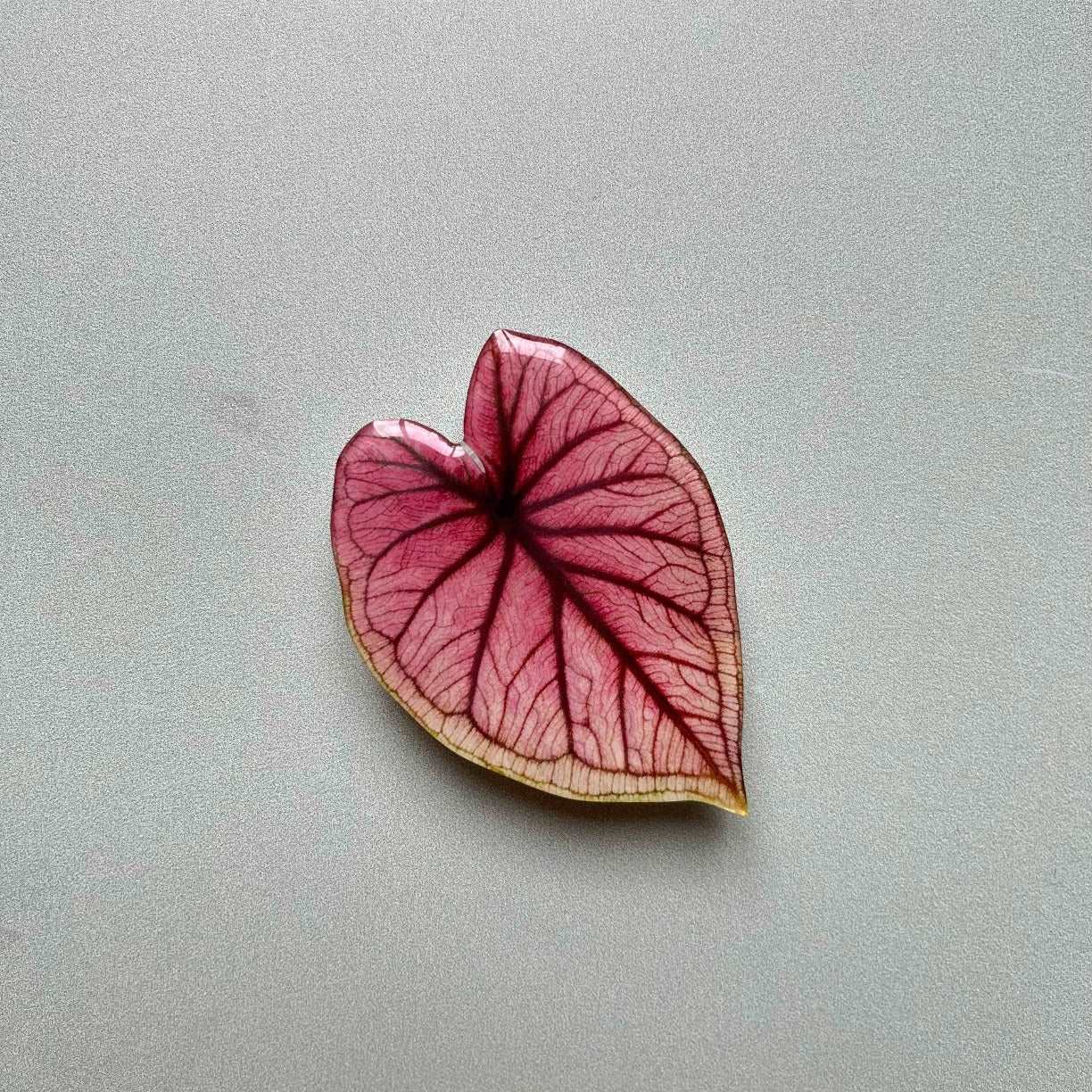 Plant Phone Grip caladium spring fling