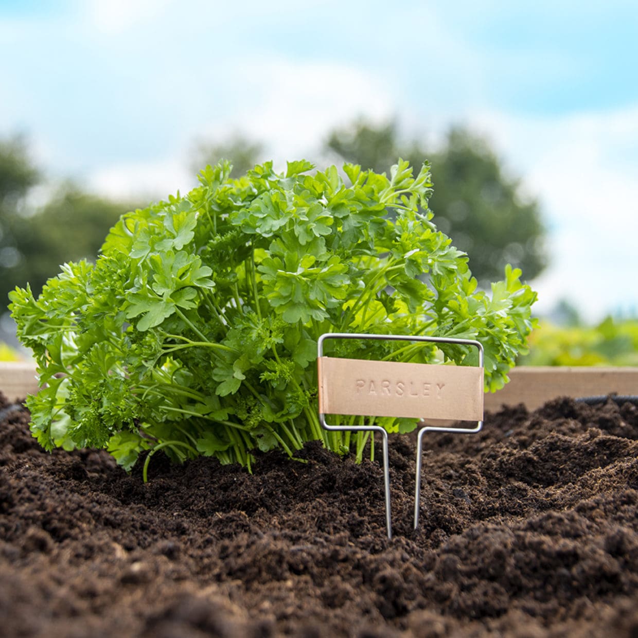 Plant label stamp set