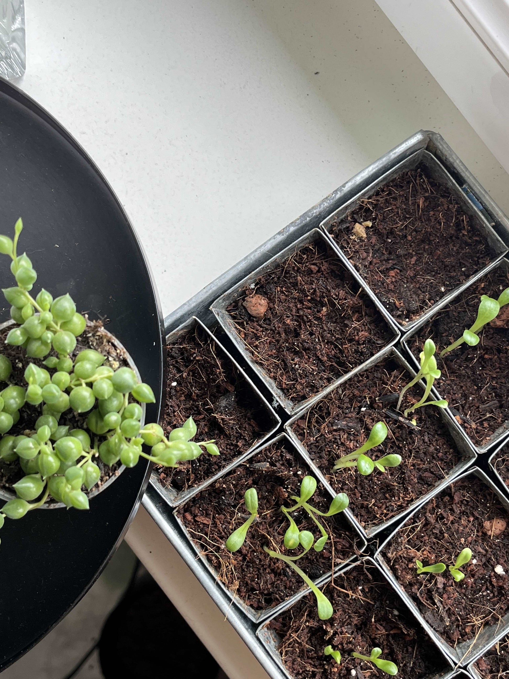 Seed Pot Tray