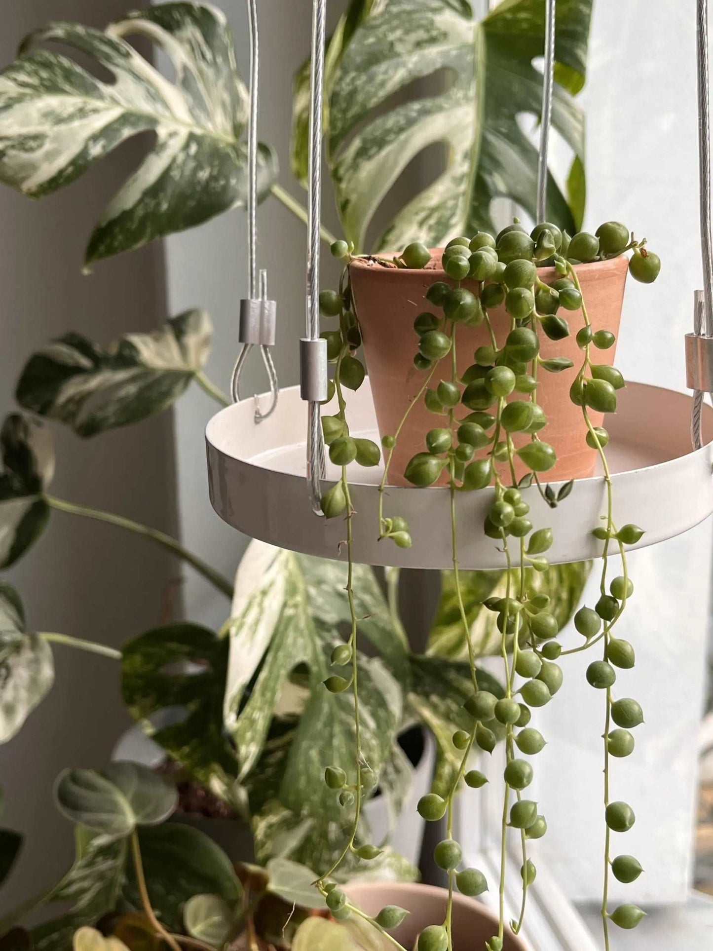 Round Hanging Tray for Plants - Small - Seedor