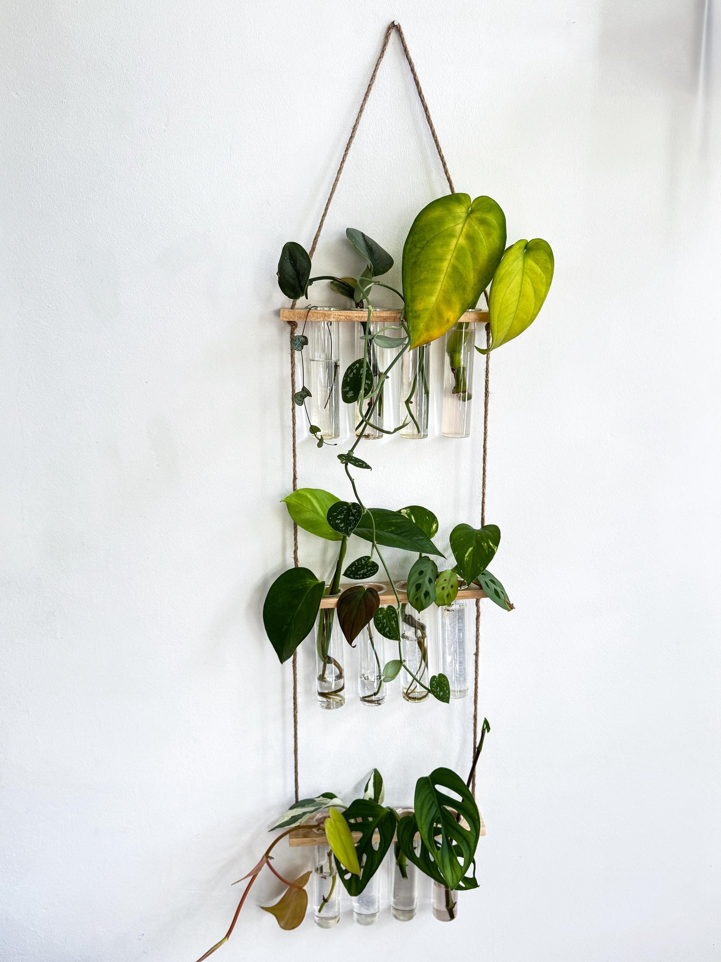 Plant propagation hanger