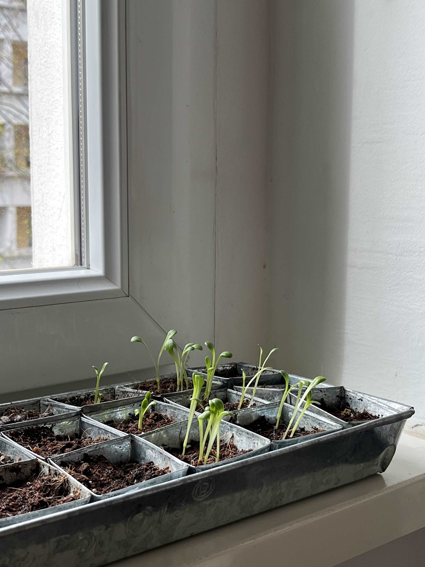 Seed Pot Tray