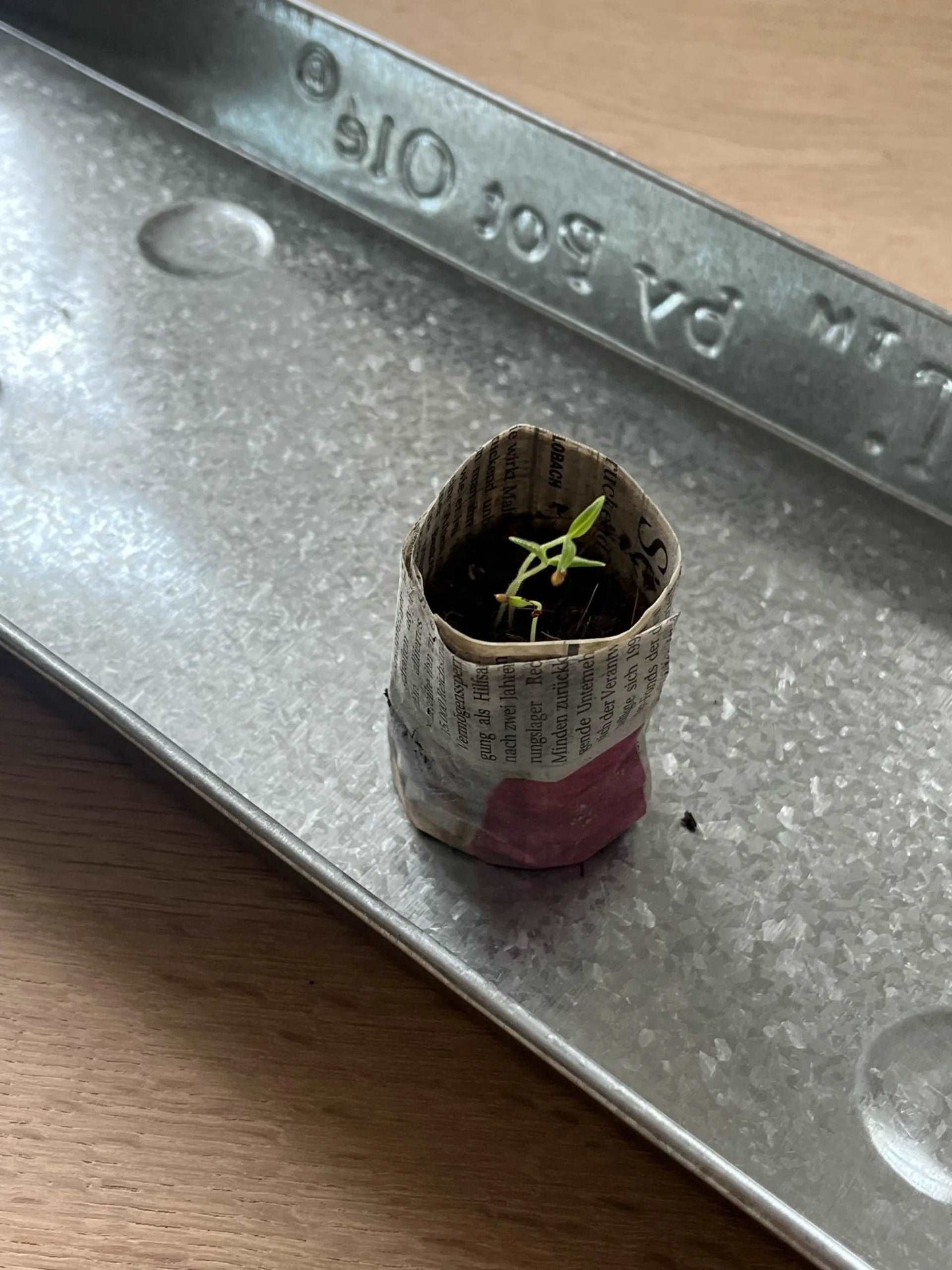Seed Pot Tray - Seedor