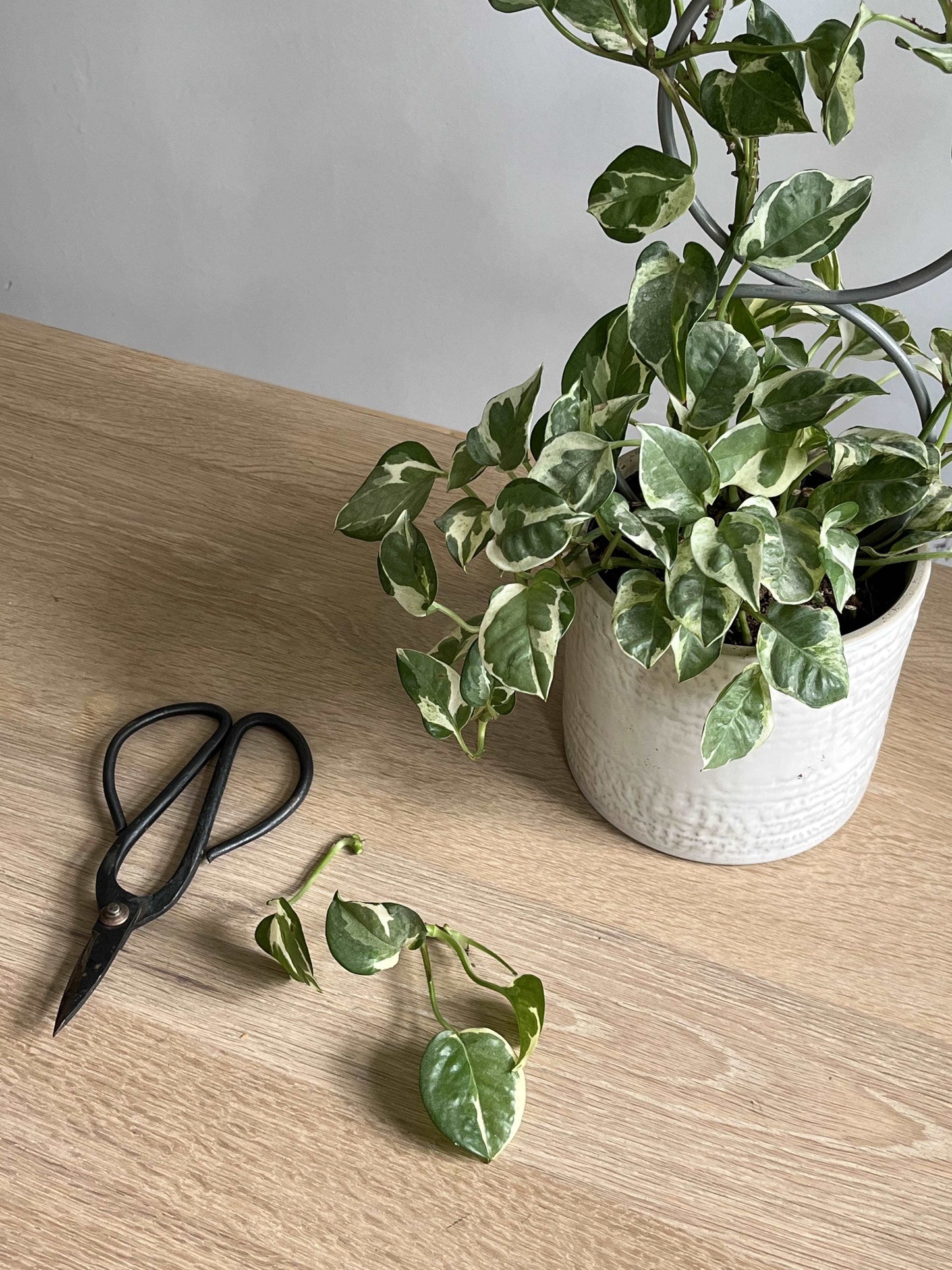 Shears