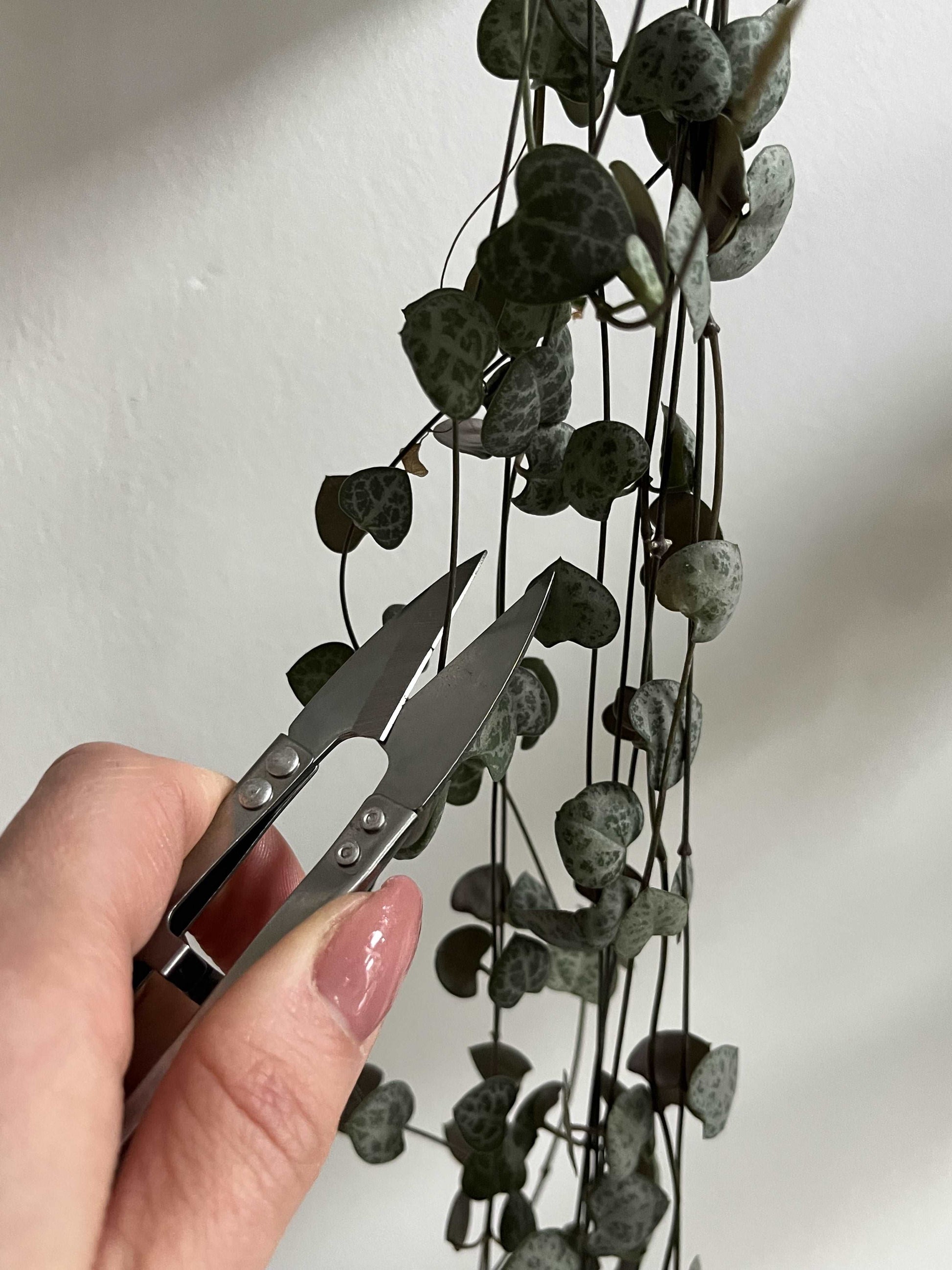 Small Pruner