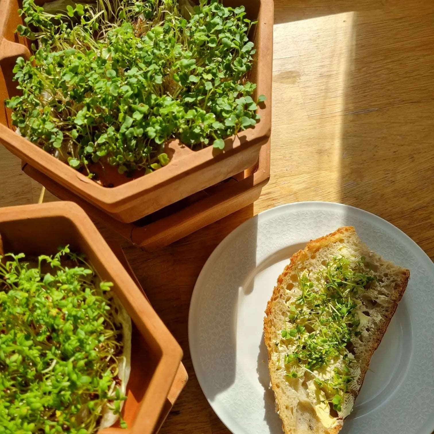 Terracotta Sprouting Tower - Seedor