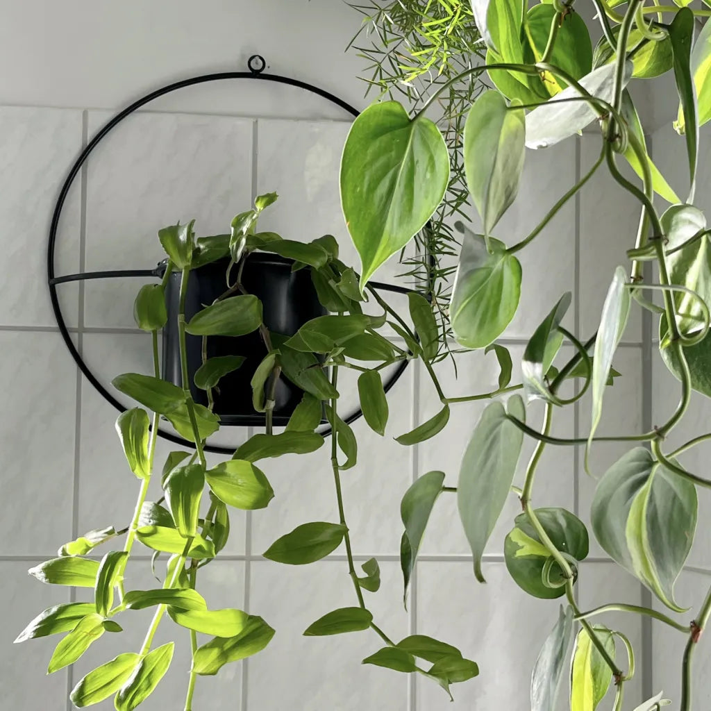 Wall Planter - Seedor