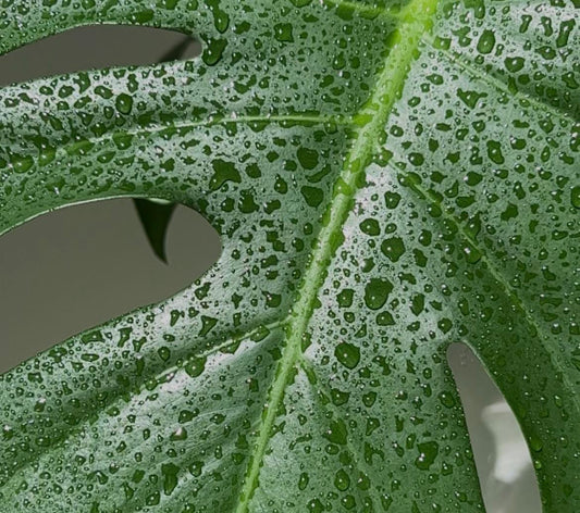 Indoor plant leaf cleansing