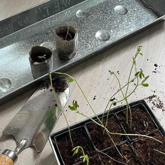 Helpful tools when sowing seeds this spring