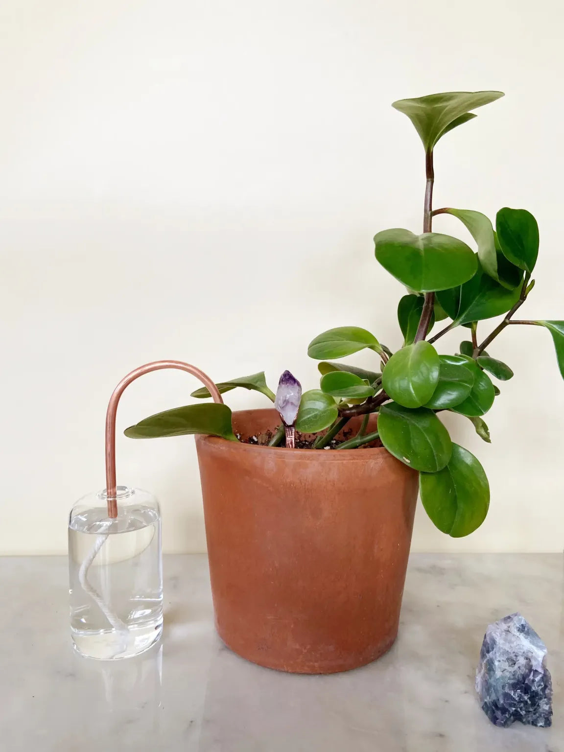 Self-Watering Plant Vessel - Seedor