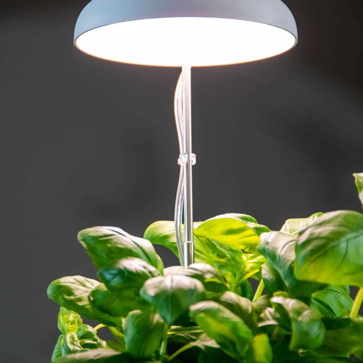 Plant Grow Light Stick - Seedor