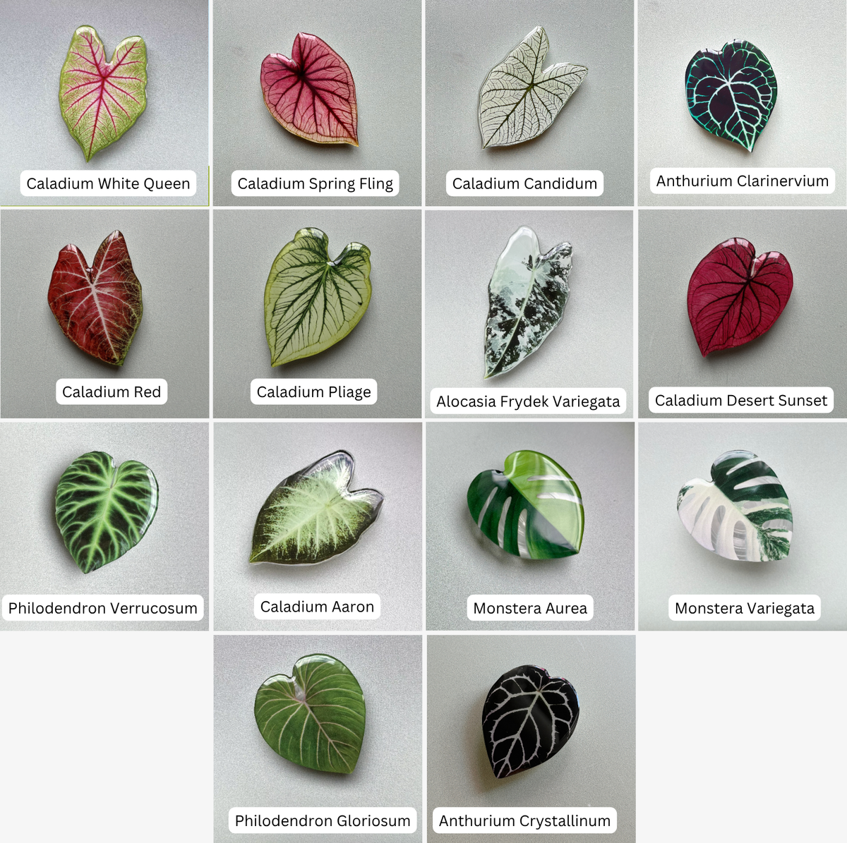A grid of 15 labeled botanical art pieces or prints showing different plant illustrations: Caladium White Queen, Caladium Spring Fling, Caladium Candidum, Anthurium Clarinvium, Caladium Red, Caladium Piège, Alocasia Frydek Variegata, Caladium Desert Sunset, Philodendron Verrucosum, Caladium Aaron, Monstera Aurea, Monstera Variegata, Philodendron Gloriosum, and Anthurium Crystallinum.