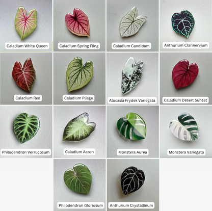 A grid of 15 labeled botanical art pieces or prints showing different plant illustrations: Caladium White Queen, Caladium Spring Fling, Caladium Candidum, Anthurium Clarinvium, Caladium Red, Caladium Piège, Alocasia Frydek Variegata, Caladium Desert Sunset, Philodendron Verrucosum, Caladium Aaron, Monstera Aurea, Monstera Variegata, Philodendron Gloriosum, and Anthurium Crystallinum.