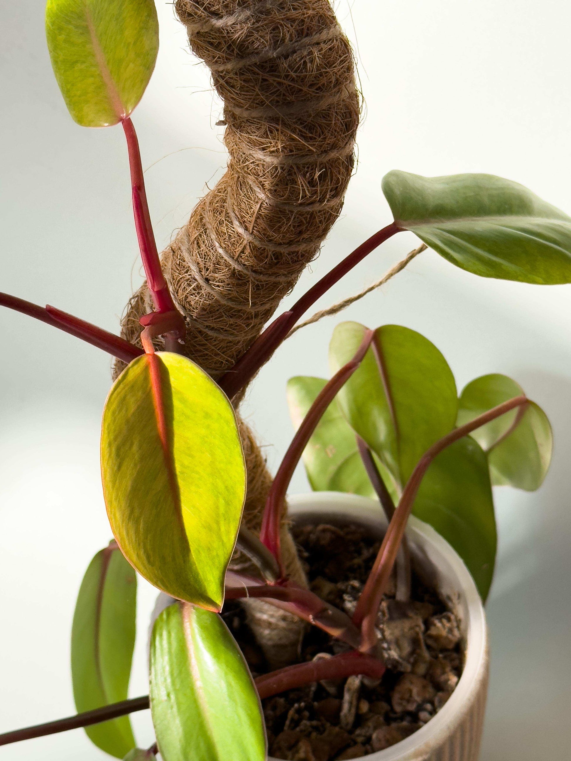 Flexible Coir Plant Support