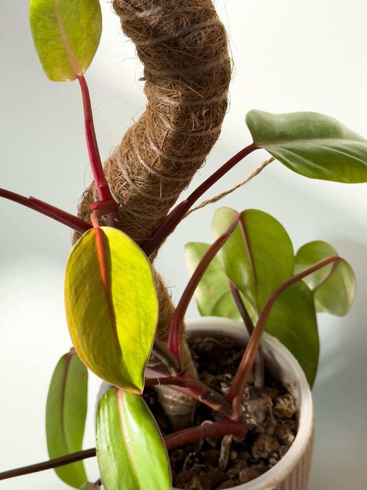 Flexible Coir Plant Support