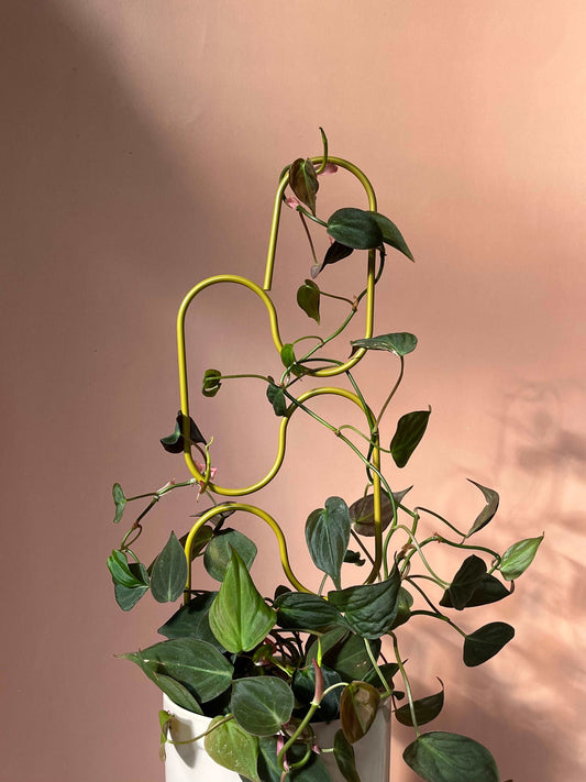 Plant Support Trellis - Seedor