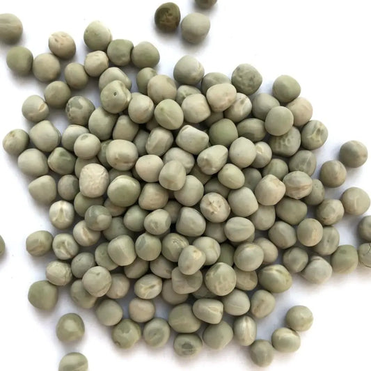Green Pea Sprouting Seeds - Seedor