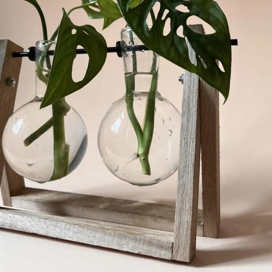 Cuttings Stand - Glass Bulbs on Wooden Frame - Seedor