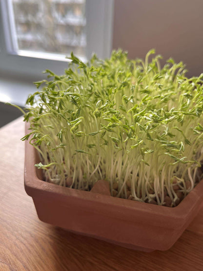 Lentil Sprouting Seeds - Seedor