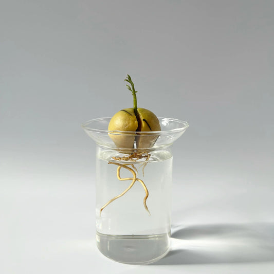 Propagation Vase - Seedor