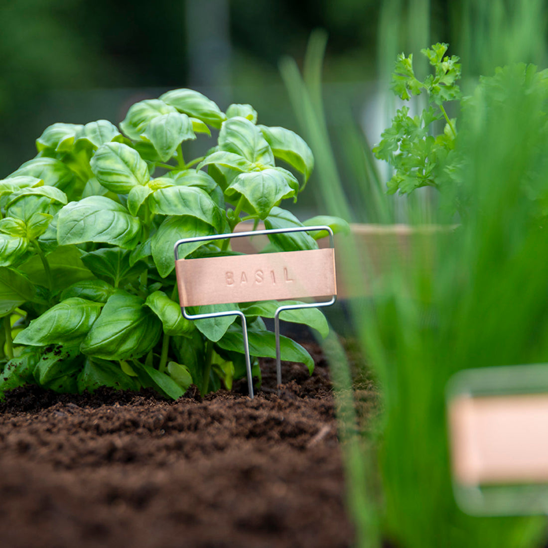 Copper plant labels – Seedor