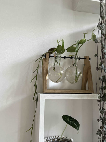 cuttings stand on a plant shelf