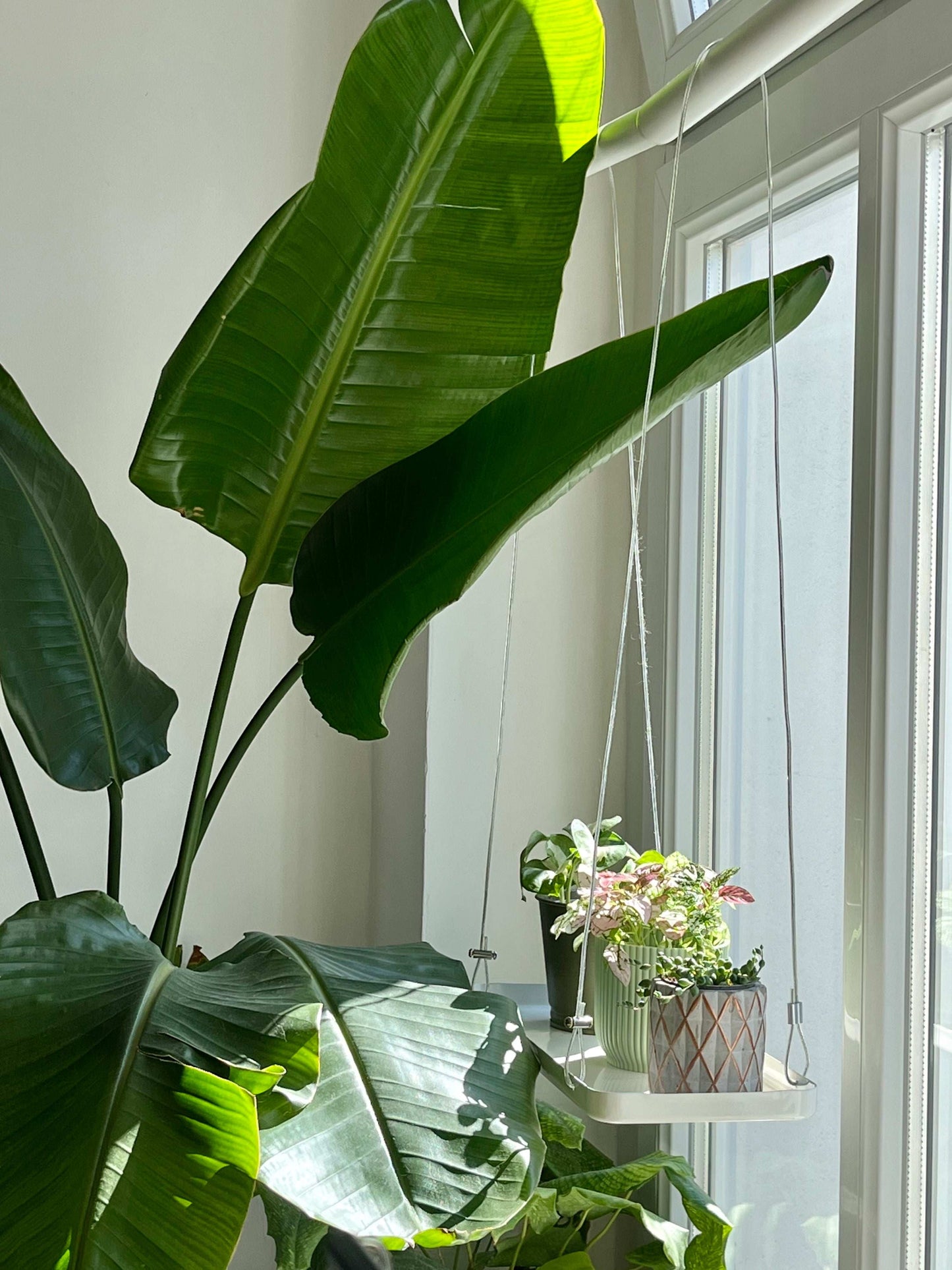 Hanging Tray for Plants
