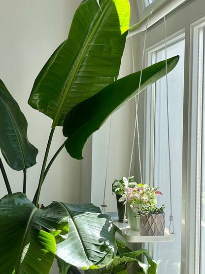 Hanging Tray for Plants