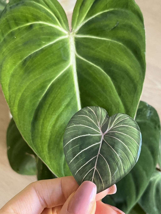 Plant Leaf Magnet