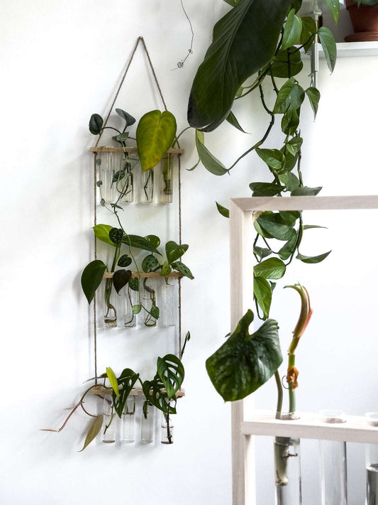 Plant propagation hanger