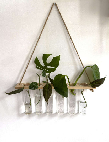 Plant propagation hanger