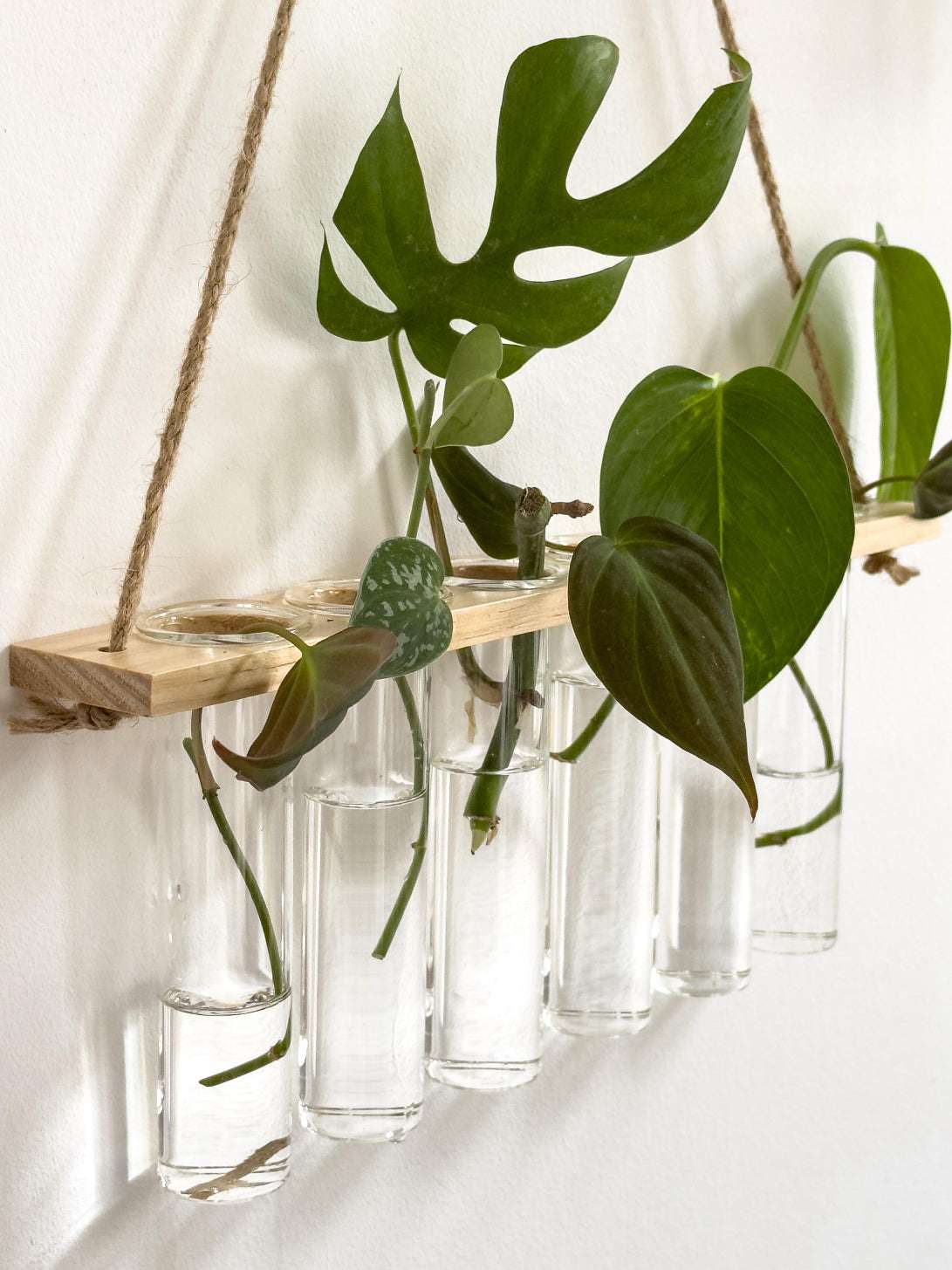 Plant propagation hanger