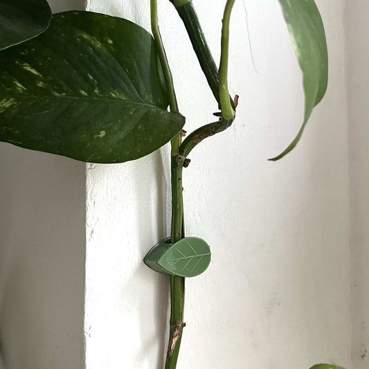 Vining plant support clips - 10 pcs