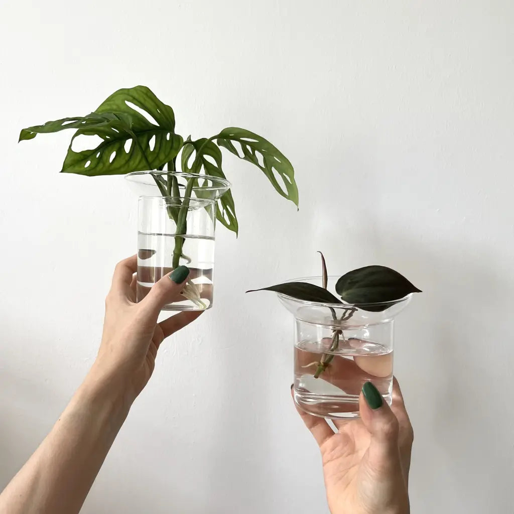 Propagation Vase - Seedor