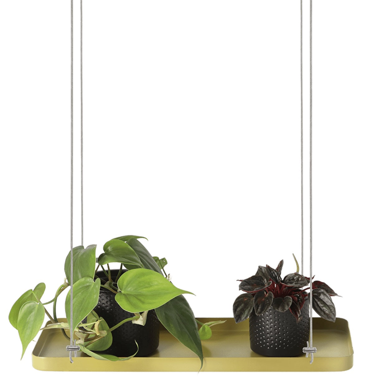 Rectangular Hanging Tray for Plants - Seedor
