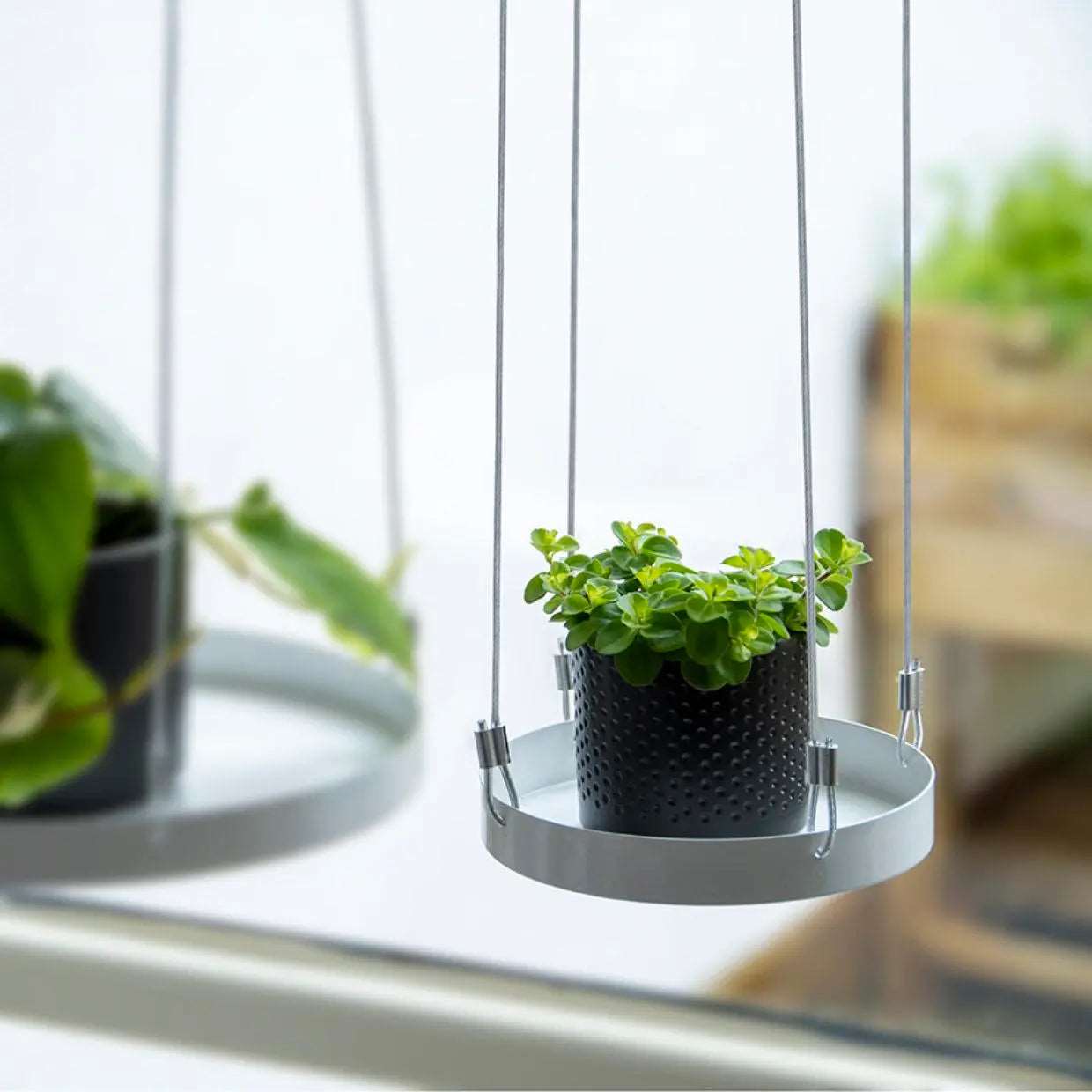 Round Hanging Tray for Plants - Small - Seedor