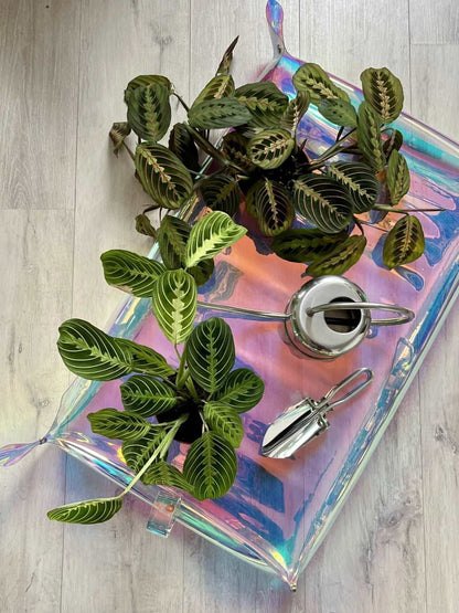 potting tarp Holographic Potting Mat – Seedor