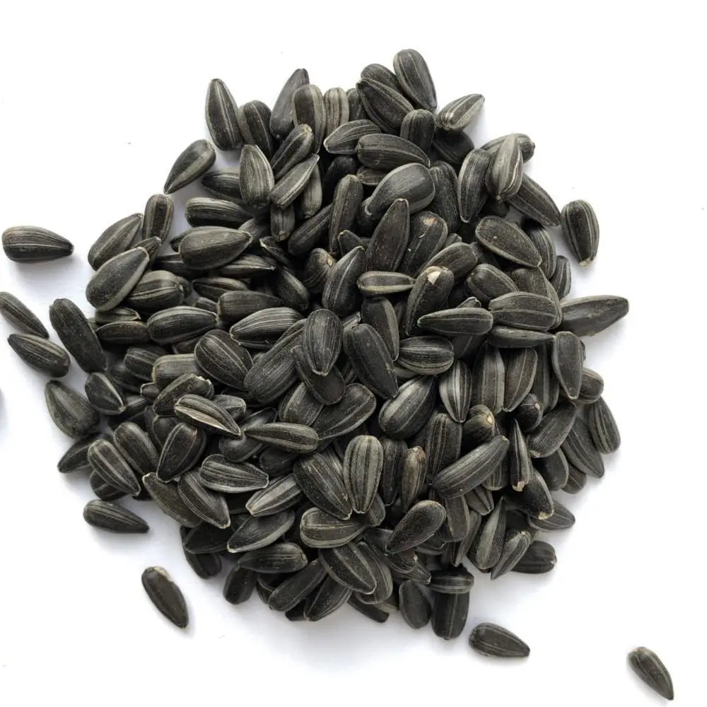 Sunflower Sprouting Seeds - Seedor