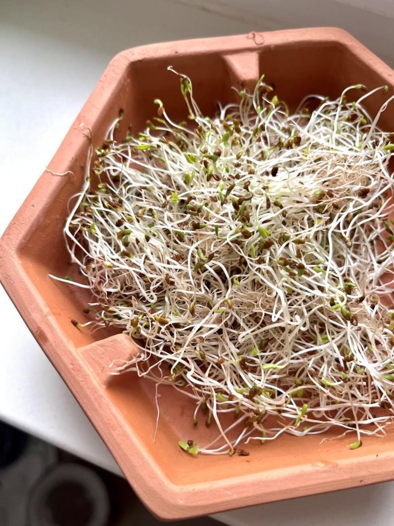 Alfalfa Sprouting Seeds - Seedor